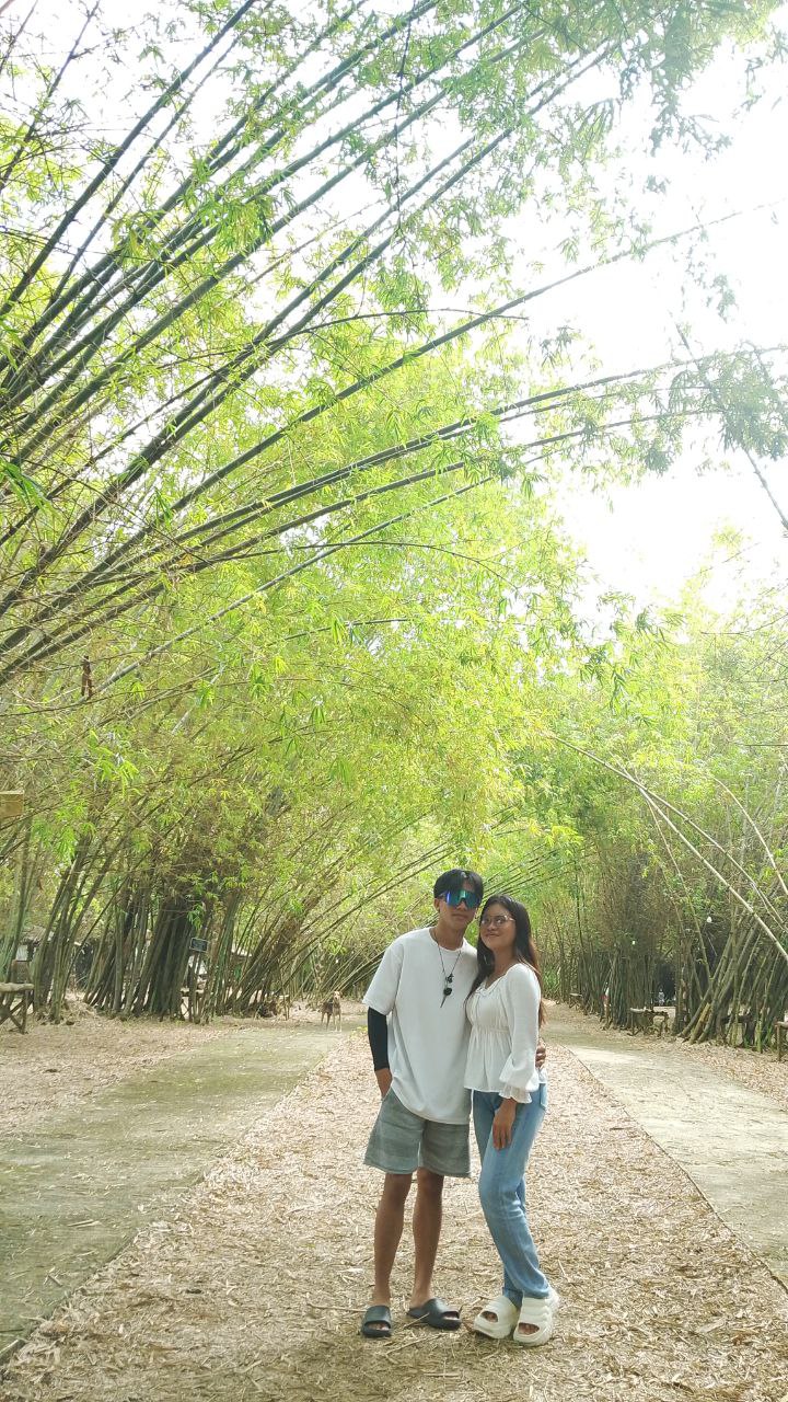 Bamboo 12